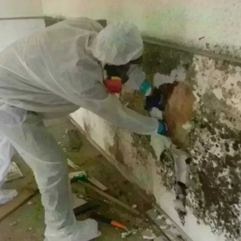 Mold Remediation and Removal in London, OH